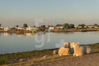 QH11_Fe06_1300.jpg