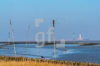 SF02_Eider01_1300.jpg