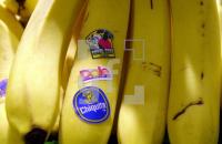 DL17_Banane_0199.jpg