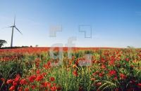 IH99_Mohn03_1104.jpg