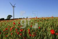 JH09_Mohn01_1148.JPG