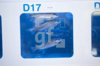 LG11_FischX_0731.jpg
