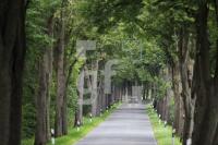 MI18_Allee03_0162.JPG