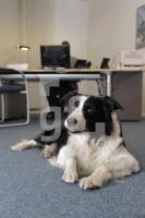 MM09_Hund02_0102.JPG