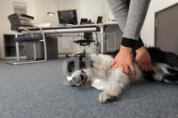 MM09_Hund03_0107.JPG