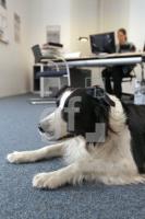 MM09_Hund04_0123.JPG