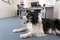 MM09_Hund05_0126.JPG