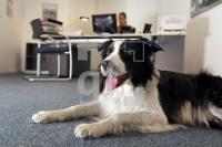 MM09_Hund06_0135.JPG