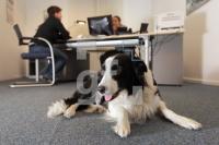 MM09_Hund07_0149.JPG