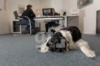 MM09_Hund08_0153.JPG