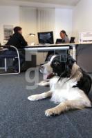 MM09_Hund10_0164.JPG