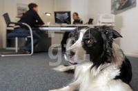 MM09_Hund11_0166.JPG