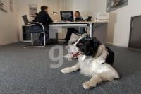MM09_Hund12_0178.JPG