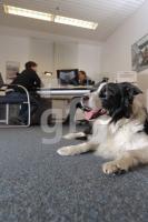 MM09_Hund16_0189.JPG