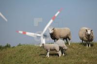 NG28_Schaf09_0101.JPG