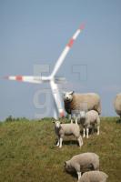 NG28_Schaf10_0188.JPG