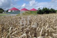 NJ08_Biogas07_0125.JPG