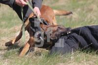 OF30_Hund10_0106.jpg