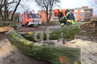 ON06_Baum02_0176.jpg