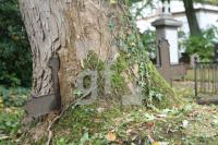 KL12_Friedhof02_0123.JPG