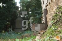 KL12_Friedhof03_0120.JPG
