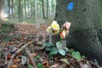 LL13_Waldfriedhof16_0126.JPG