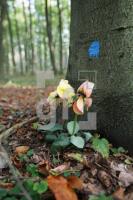 LL13_Waldfriedhof17_0133.JPG