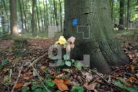 LL13_Waldfriedhof18_0136.JPG
