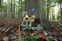 LL13_Waldfriedhof27_0165.JPG