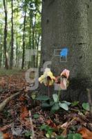 LL13_Waldfriedhof29_0176.JPG