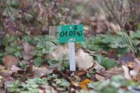 LL29_Fruehgebutenfriedhof05_0129.JPG