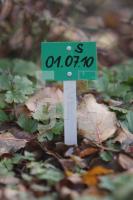 LL29_Fruehgebutenfriedhof06_0134.JPG