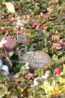 LL29_Fruehgebutenfriedhof11_0162.JPG