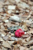 SD12_Rf13_0189.JPG