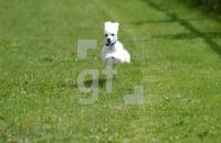 EH22_Hunderennen_0911.jpg