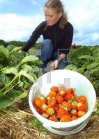 FI03_Erdbeeren_0131Erb.jpg