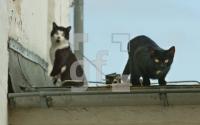 FI21_Katzen_0143.JPG