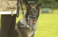FK25_Schaeferhund_0157.jpg