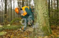 FM12_Baum2_0110.jpg
