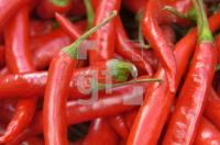 GG08_Peperoni_0167.jpg