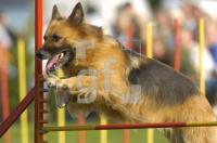 GJ21_Hunde02_0190.jpg
