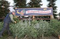 KN13_Baum03_0133.JPG