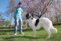 MF18_Hund06_8807.JPG