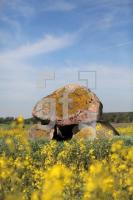 MG09_Megalith01_0102.JPG