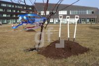 OF09_Baum01_0153.JPG