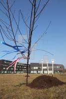 OF09_Baum03_0177.JPG
