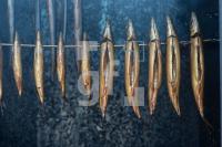 OJ15_Fisch01_0743.jpg