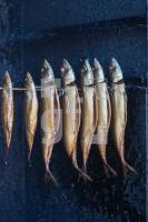 OJ15_Fisch02_0750.jpg