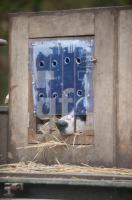 NM03_Hund01_0706.jpg