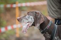 NM03_Hund03_0711.jpg